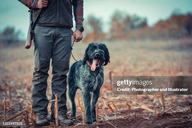 the caucasian male owner and his happy german wirehaired pointer are on walk in a field - hobby bird of prey stock pictures, royalty-free photos & images