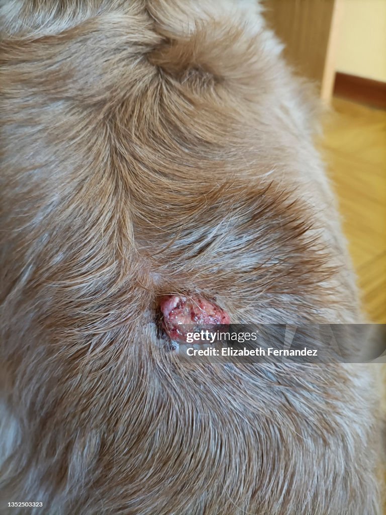 Ulcerated K9 Papilloma Cocker Spaniel Dog Breed With Papilloma