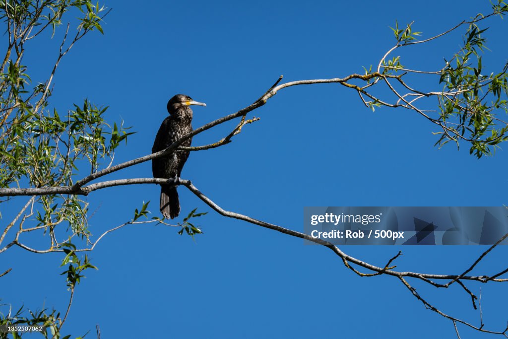 Low angle view of hornbill perching on tree against clear blue sky