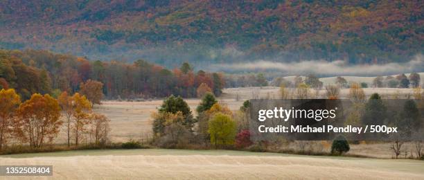 trees on landscape during autumn,cades cove,tennessee,united states,usa - cades cove foto e immagini stock