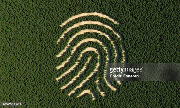 deforestation in shape of human fingerprint - digitale transformation stockfoto's en -beelden