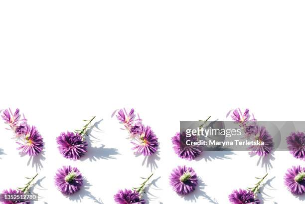 a pattern of purple flowers on a white background. - may month stock pictures, royalty-free photos & images