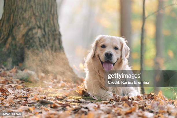 summer-hike-with-dog - golden retriever stock pictures, royalty-free photos & images