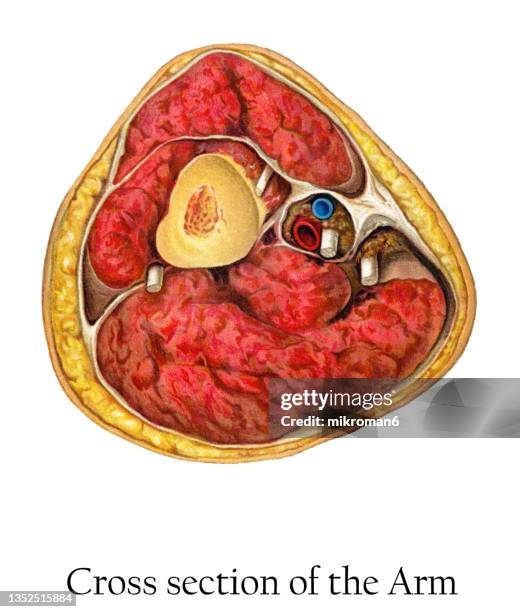 Muscle Operation 81 Skin And Muscle Diagram Stock Photos, High-Res Pictures, and Images ...