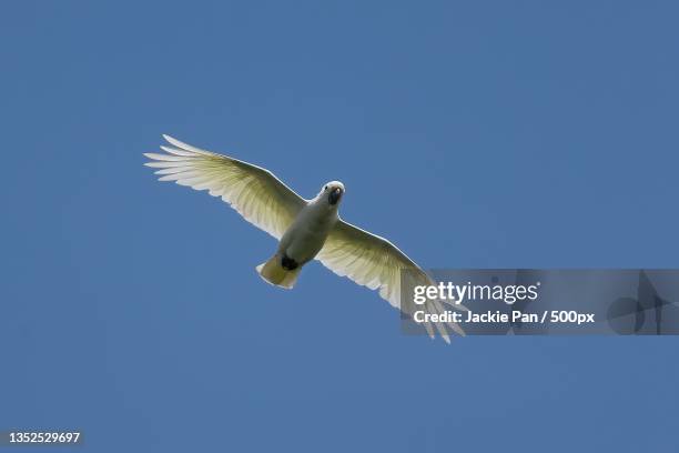 low angle view of seagull flying against clear blue sky - cockatoo stock pictures, royalty-free photos & images