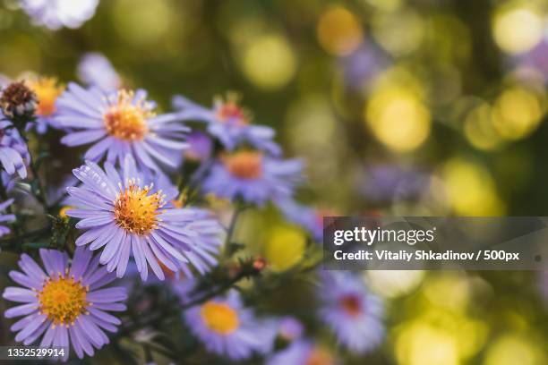 close-up of purple flowering plants,tuapse,krasnodar krai,russia - aster stock pictures, royalty-free photos & images