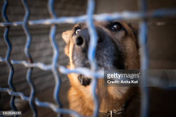 the dog behind bars - centro de acogida para animales fotografías e imágenes de stock
