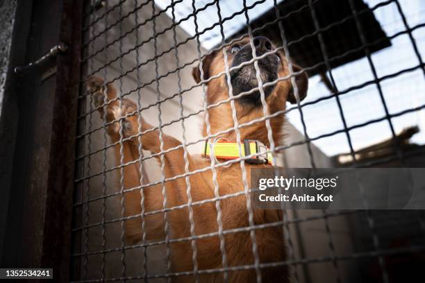 a dog behind the bars of an animal shelter - puppies behind bars stock pictures, royalty-free photos & images