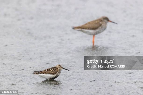 wader birds at the saltworks of guérande, pays de loire, france - dunlin bird stock pictures, royalty-free photos & images