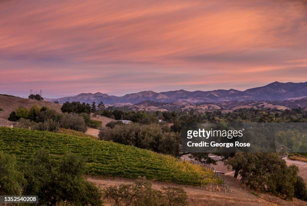 As the grape harvest begins to wind down and the temperatures turn cooler, the vineyards turn a vivid gold, red, and orange color in Santa Barbara...