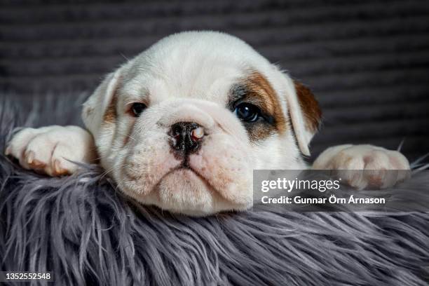 english bulldog puppy - engelsk bulldog bildbanksfoton och bilder