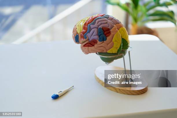 scale brain model on wooden support next to a thermometer leaning on a table inside a room - human internal organs 3d model stock pictures, royalty-free photos & images