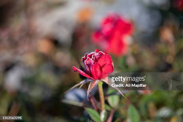 morning frost on roses - ali rose fotografías e imágenes de stock