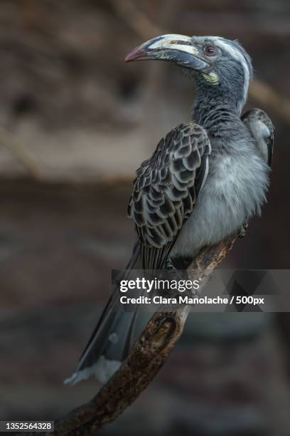 close-up of hornbill perching on branch - african grey hornbill stock pictures, royalty-free photos & images