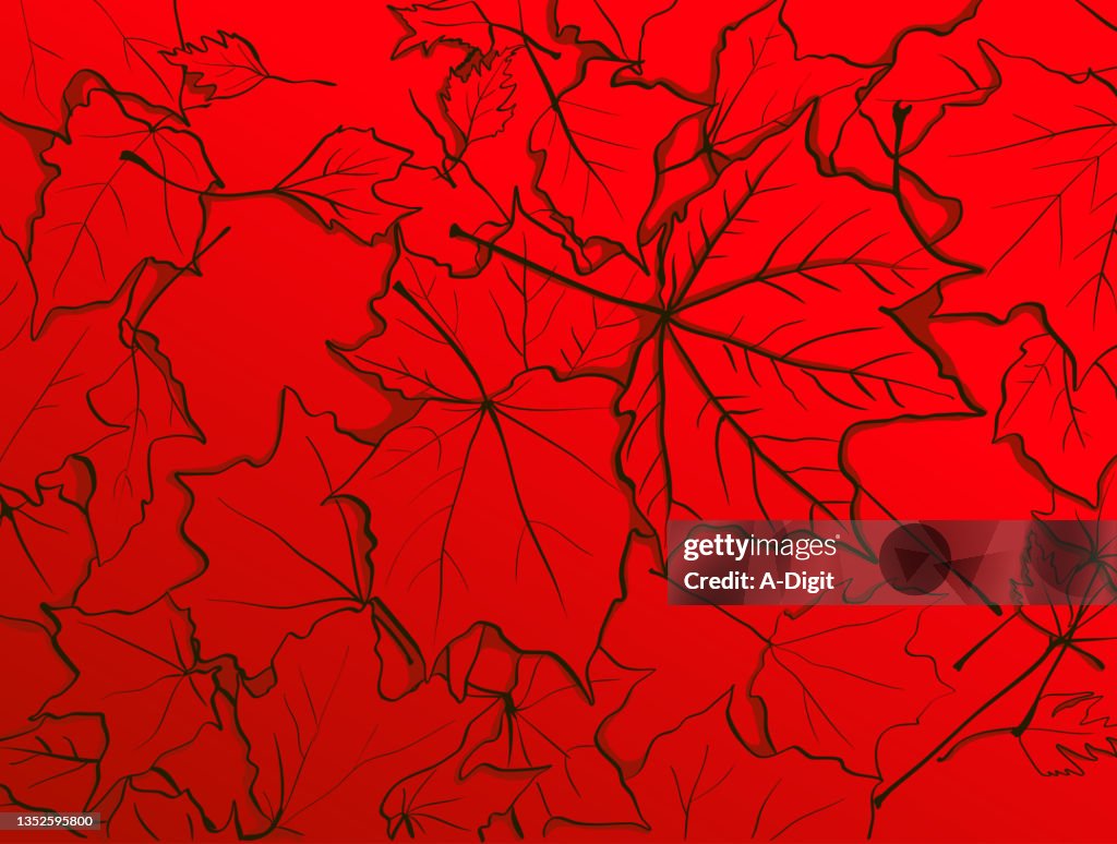 Maple Leaves On The Ground Red