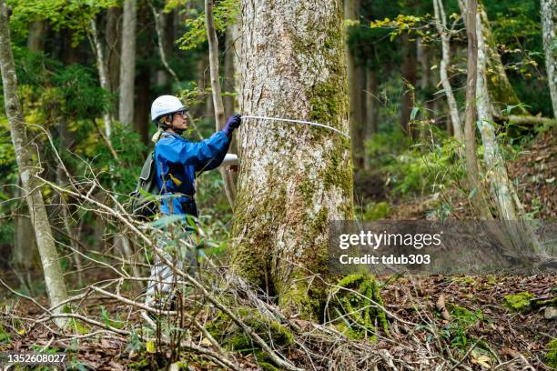 forscher messen bäume für wiederaufforstungs- und ressourcenmanagementzwecke. - forestry worker stock-fotos und bilder