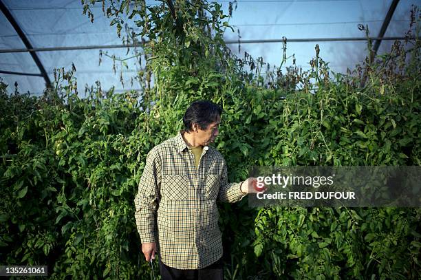 Picture taken on November 16, 2011 in Chapet, outside Paris, shows Japan's Asafumi Yamashita, who owns a vegetable garden and table d'hotes, posing...