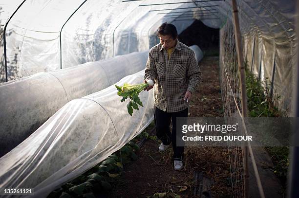 Picture taken on November 16, 2011 in Chapet, outside Paris, shows Japan's Asafumi Yamashita, who owns a vegetable garden and table d'hotes, posing...