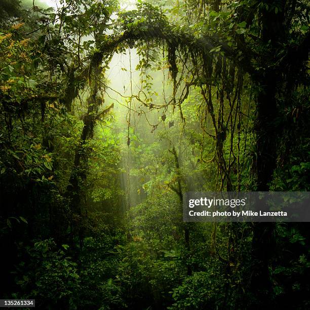 portal - tropical rainforest stockfoto's en -beelden