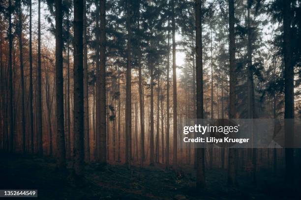 foggy forest with morning light. - forest dusk stock pictures, royalty-free photos & images
