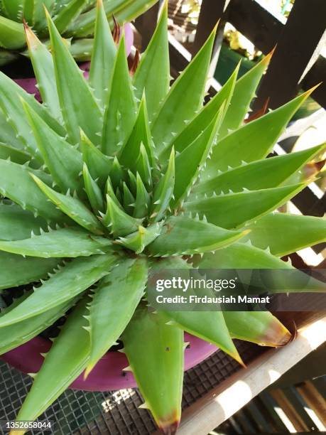aloe polyphylla or usually known as the spiral aloe - spiral aloe stock pictures, royalty-free photos & images
