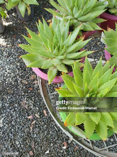aloe polyphylla or usually known as the spiral aloe - spiral aloe stock pictures, royalty-free photos & images