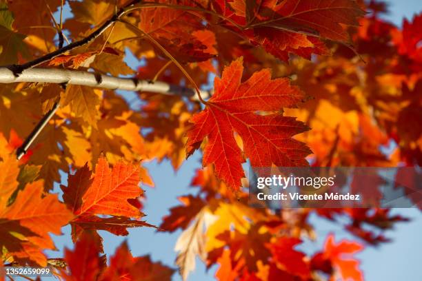 red maple leaves and branches in autumn - esdoorn stockfoto's en -beelden