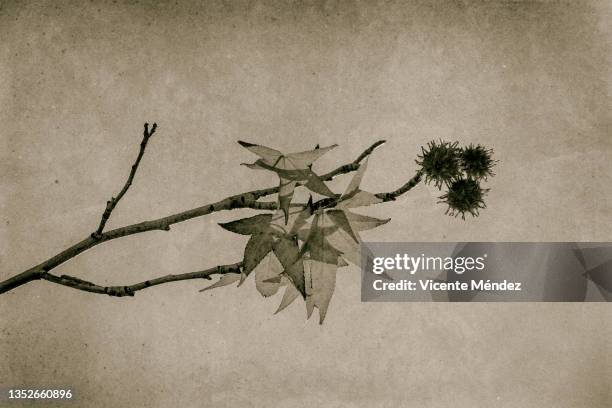 maple leaves and branches in autumn - vellum stock pictures, royalty-free photos & images