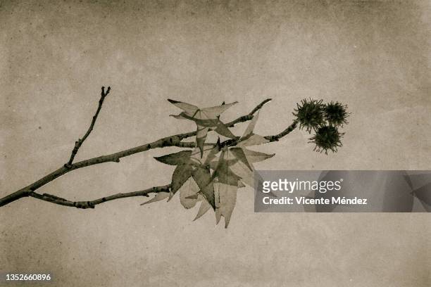 maple leaves and branches in autumn - papéis pergaminho imagens e fotografias de stock