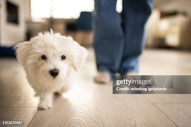 cute maltese puppy in living room - wood laminate flooring stock pictures, royalty-free photos & images