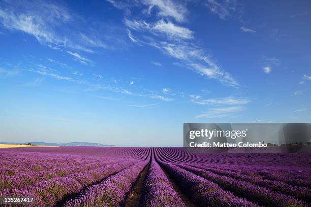 rows of lavender - lavender field stock pictures, royalty-free photos & images
