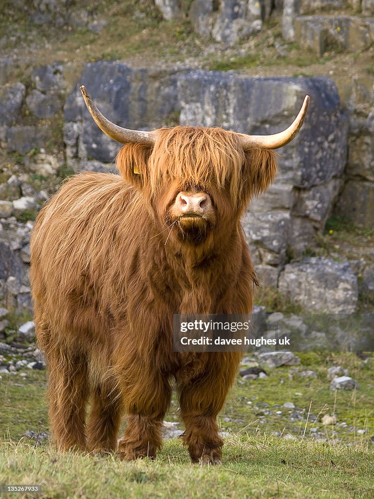 Highland cow