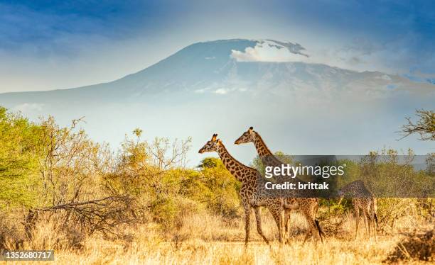 giraffes passing by kilimanjaro mountain. amboseli game reserve. - kilimanjaro stockfoto's en -beelden