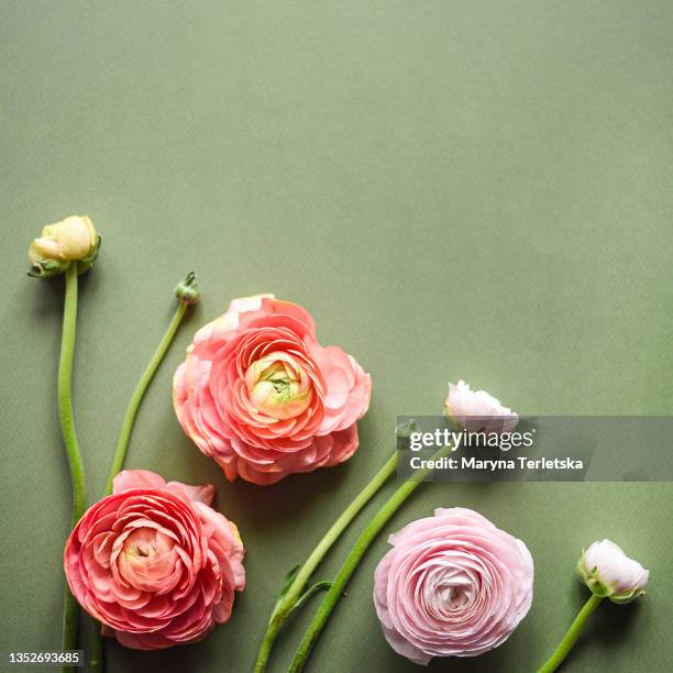 High Res Ranunculus Ranunculus Isolated Photos and Premium High Res Pictures - Getty Images
