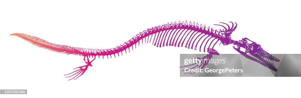 Mosasaur Dinosaur skeleton