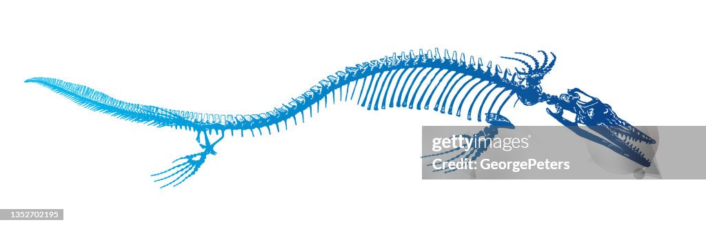 Mosasaur Dinosaur skeleton