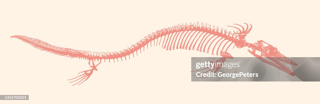 Mosasaur Dinosaur skeleton