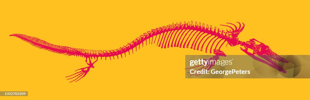 Mosasaur Dinosaur skeleton