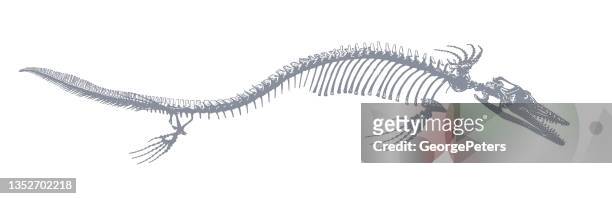 ilustrações, clipart, desenhos animados e ícones de esqueleto de dinossauro mosasaur - osso animal