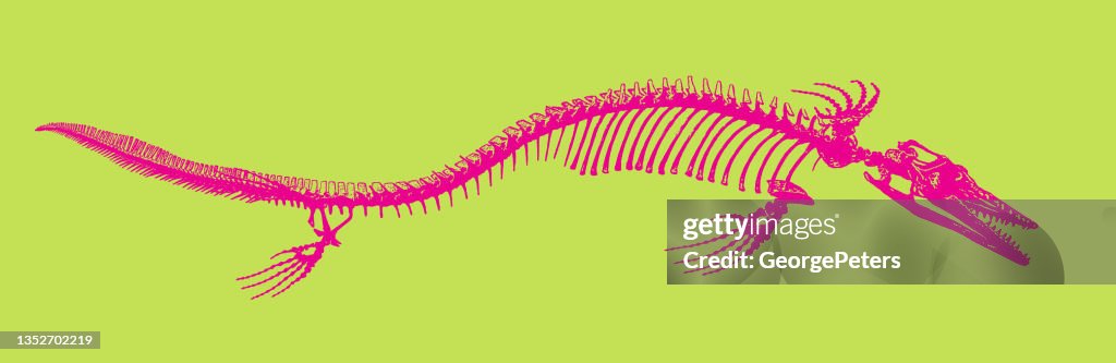 Mosasaur Dinosaur skeleton