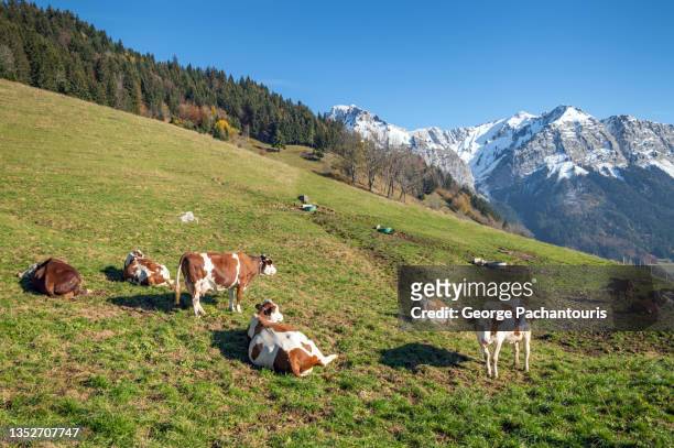 cows in high altitude with snowcapped mountains in the background - champs et lait photos et images de collection