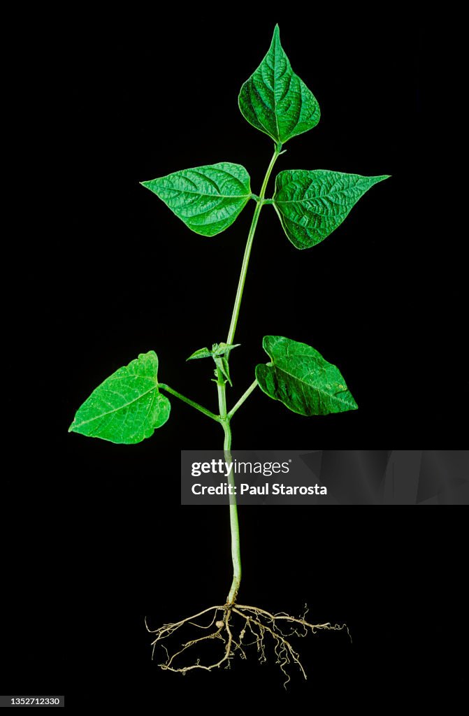 Nodules (Rhizobium) on the roots of a bean plantlet (Phaseolus vulgaris)