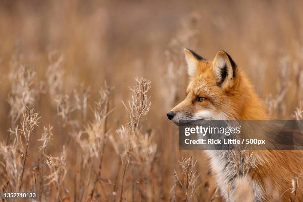 close-up of red fox on field,churchill,manitoba,canada - fox stock pictures, royalty-free photos & images