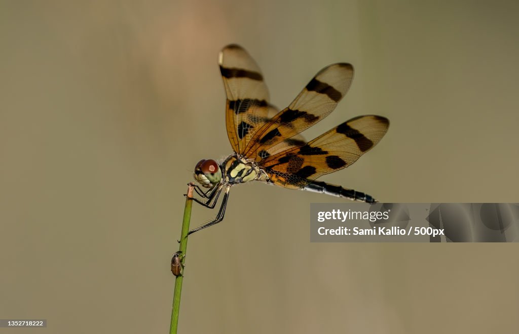 Close-up of butterfly pollinating flower,Ruskin,Florida,United States,USA