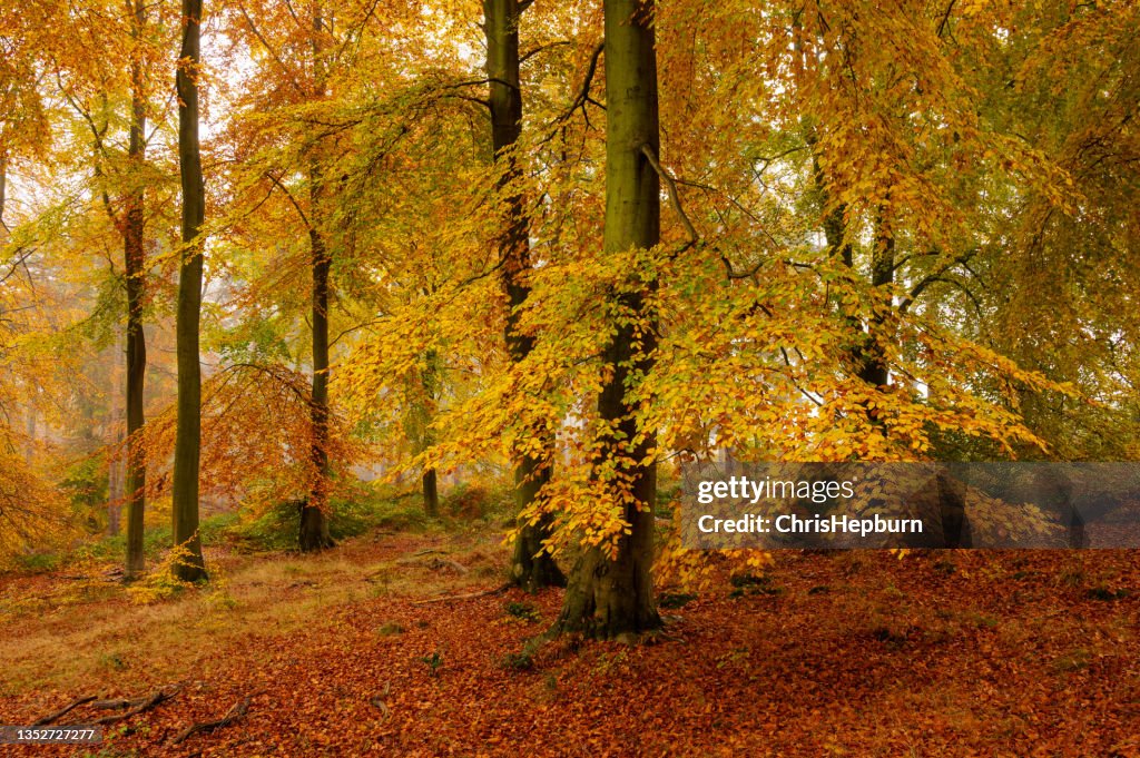 Autumn Beech Tree Forest, Cannock Chase, England, UK