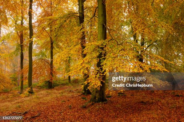 autumn beech tree forest, cannock chase, england, uk - árvore de folha caduca imagens e fotografias de stock