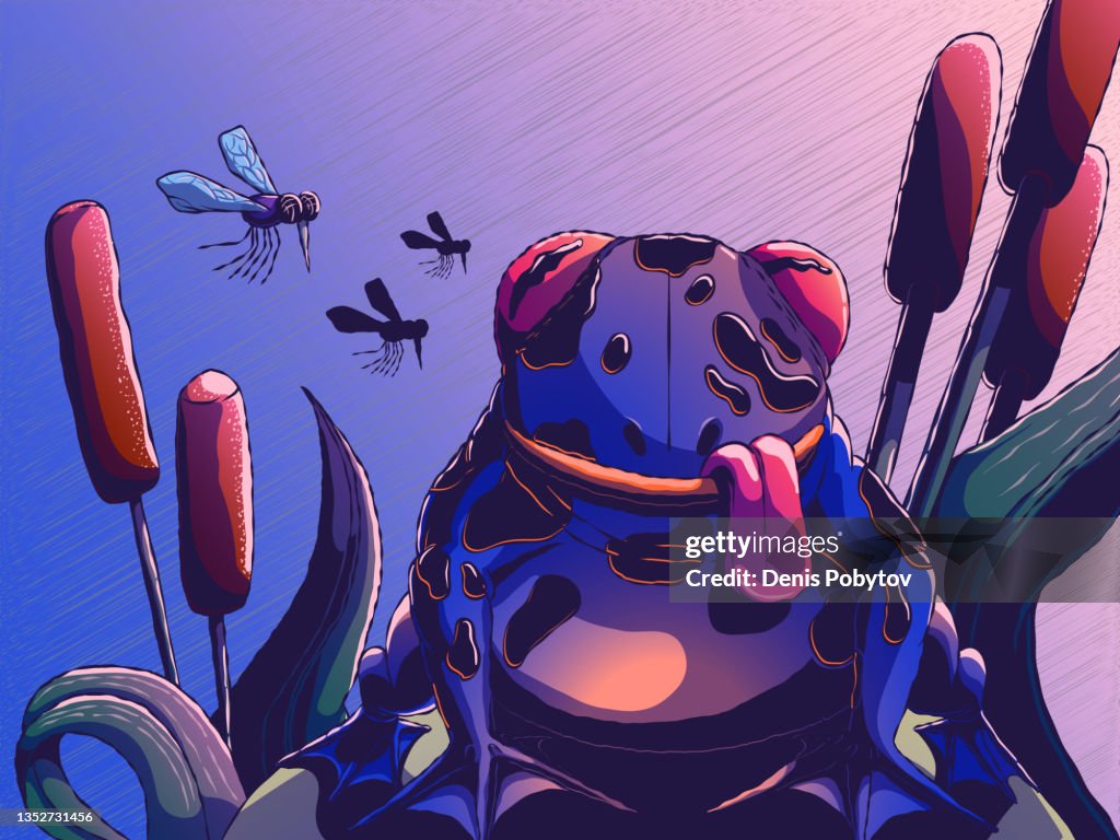 Frog or toad looking at a mosquito.