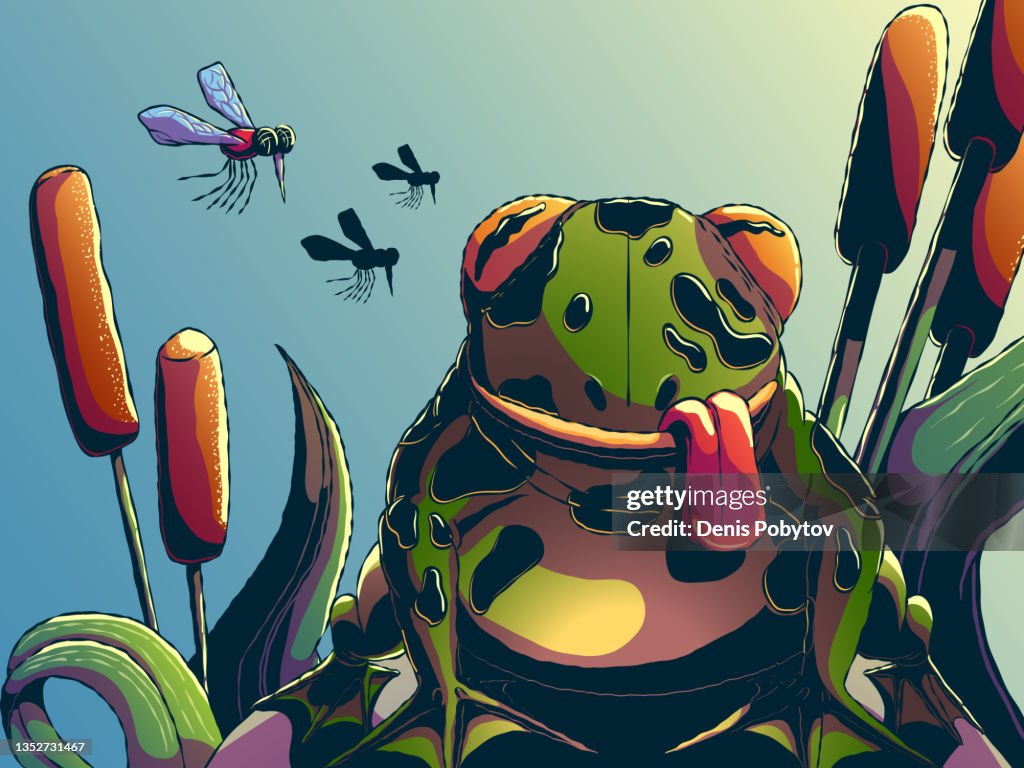 Frog or toad looking at a mosquito.
