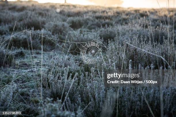 close-up of frozen plants on field during winter,ugchelse bos,ugchelen,netherlands - ochtend fotografías e imágenes de stock