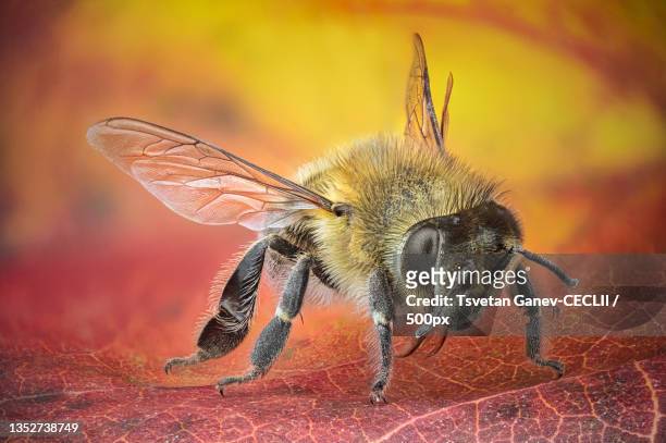 close-up of bee on flower - bumblebee fotografías e imágenes de stock